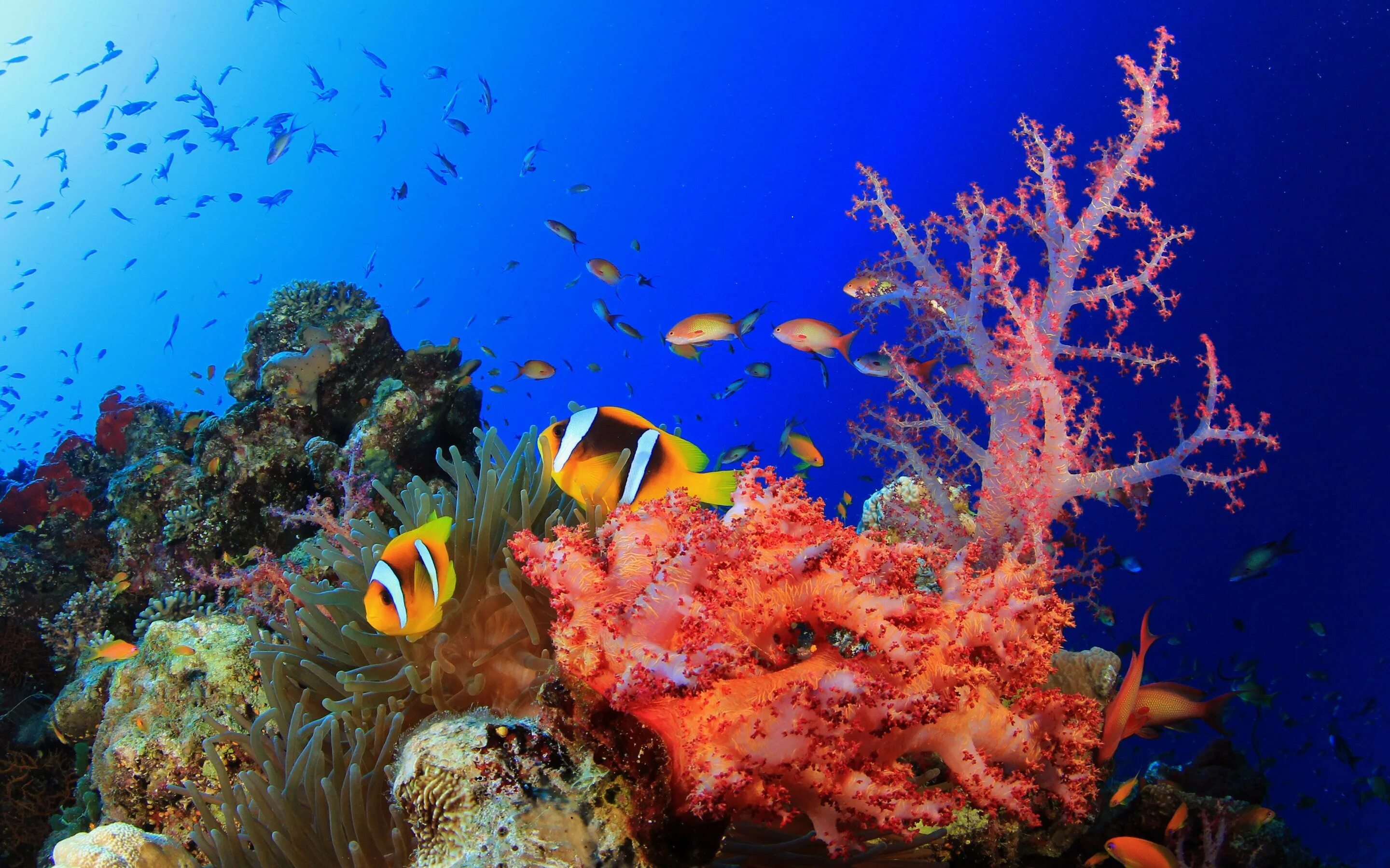 Жизнь в глубине моря. Коралловые рифы красного моря. Подводный риф красного моря. Рыбы кораллового рифа красного моря. Рыбки коралловых рифов в Красном море.