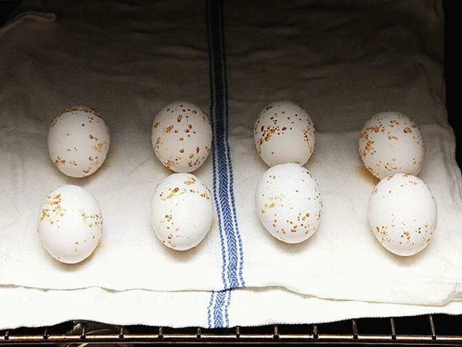 Как сделать яйцо белым. Пятна на скорлупе куриных яиц. яйцо в крапинку скорлупа.