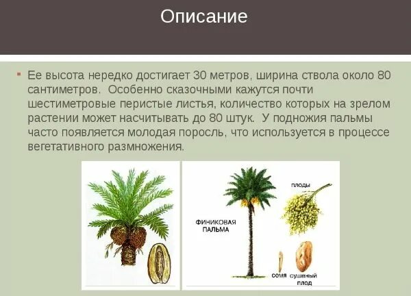 Пальма однодольное растение. Финиковая пальма растение двудомное. околоплодник финиковой пальмы. финиковая пальма размножение. финиковая пальма высота.