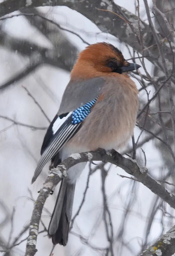 Какие птицы сейчас в москве. Сойка garrulus glandarius. Сойка в Сибири. Сойка Подмосковная. Сойка Дальневосточная.