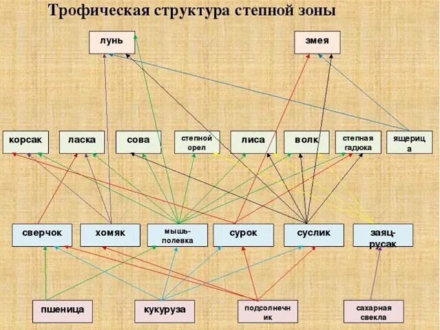 Пищевая сеть степи. Пищевая цепь степи. Трофическая сеть степи. Цепь питания в степи.