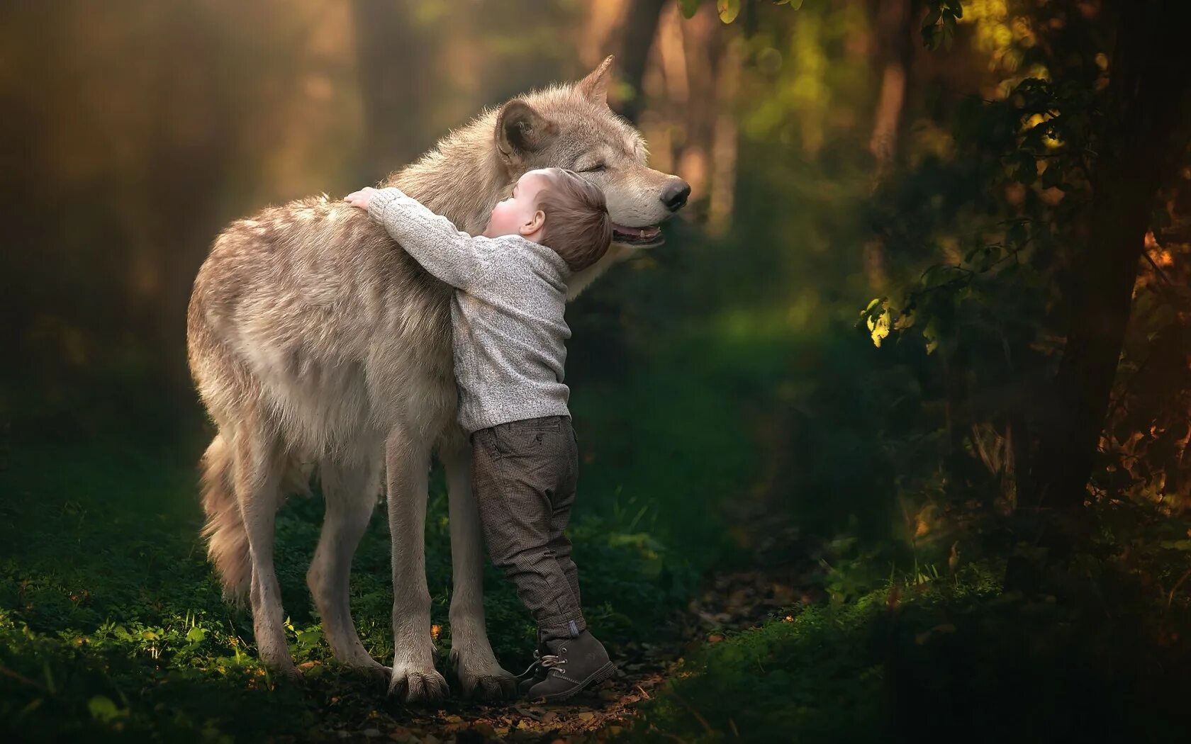 Дикая жизнь волков. Добрый волк. Люди и животные. Дикие животные и человек.