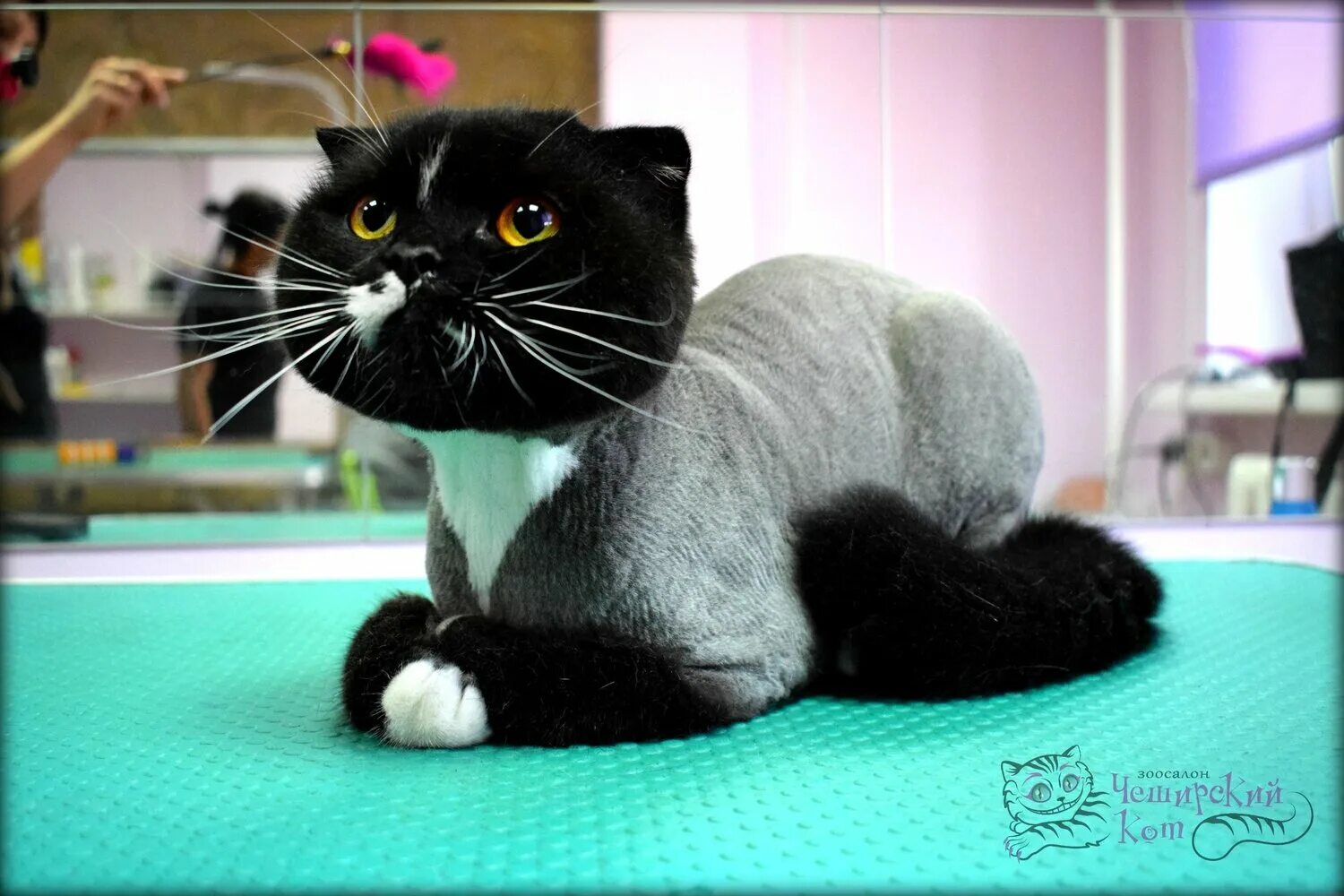 Груминг для кошек уфа. Груминг для кошек уфа. Стрижка кошек уфа. Стрижка кошек уфа. Груминг для кошек уфа.