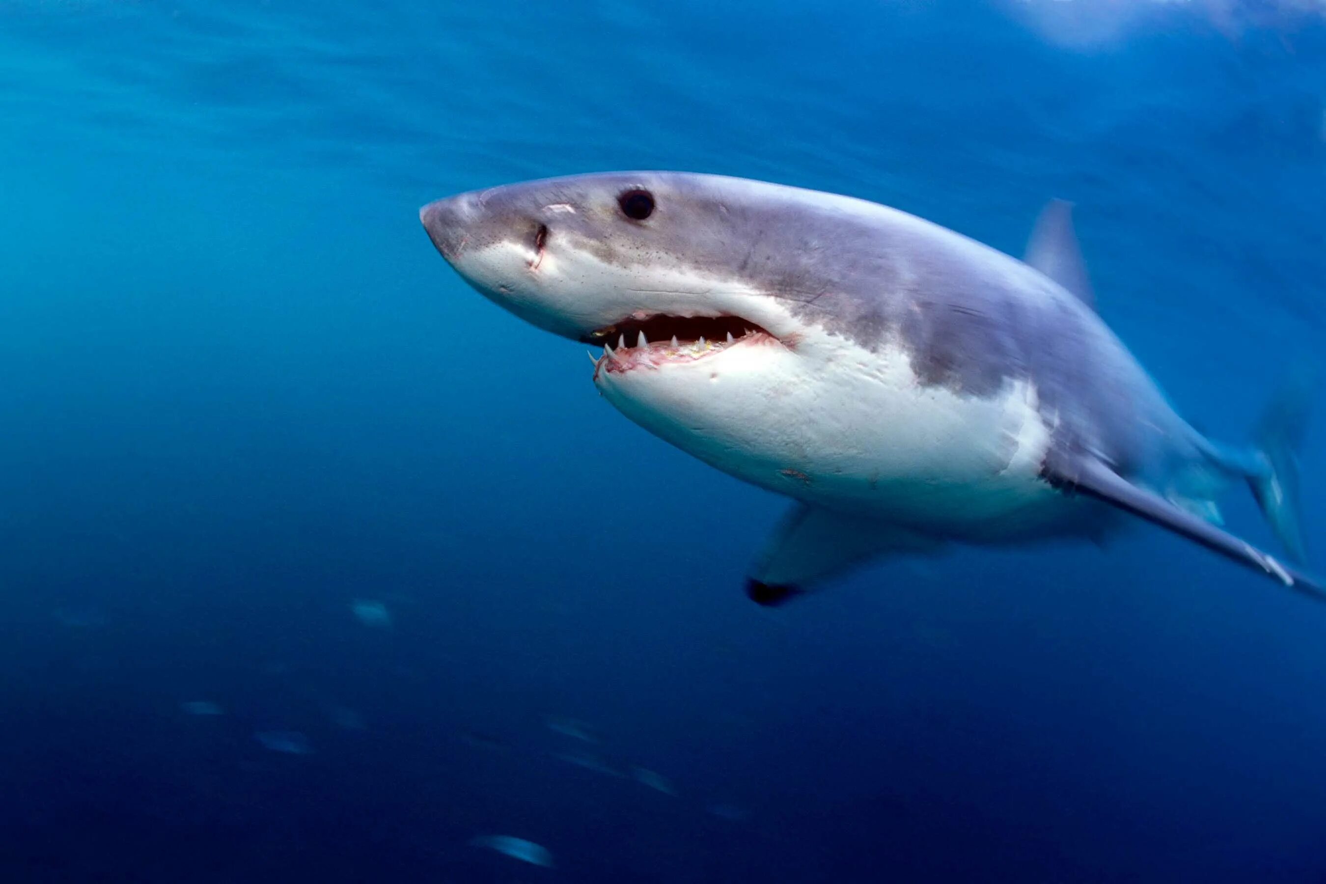 Обитают ли акулы. Катран акула черного моря. Черноморская акула Катран. Катран сельдевая акула. Катран Черноморский акула большая.