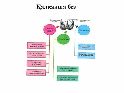 Гормоны паращитовидной железы и их функции