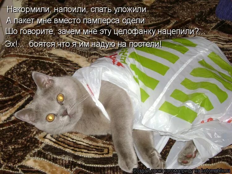 напою накормлю песня