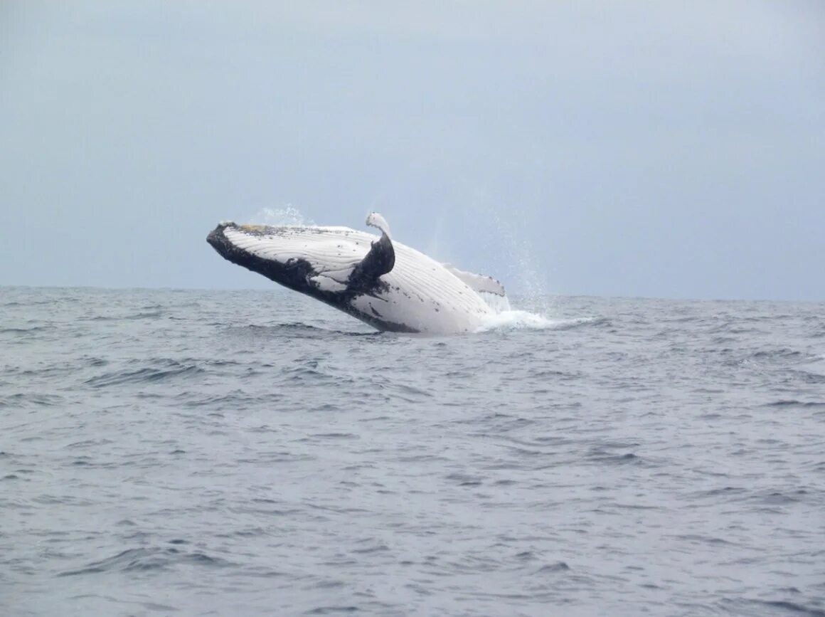Кит горбач. Киты в океане. В море есть киты. Кит-касатка. Кит горбач.