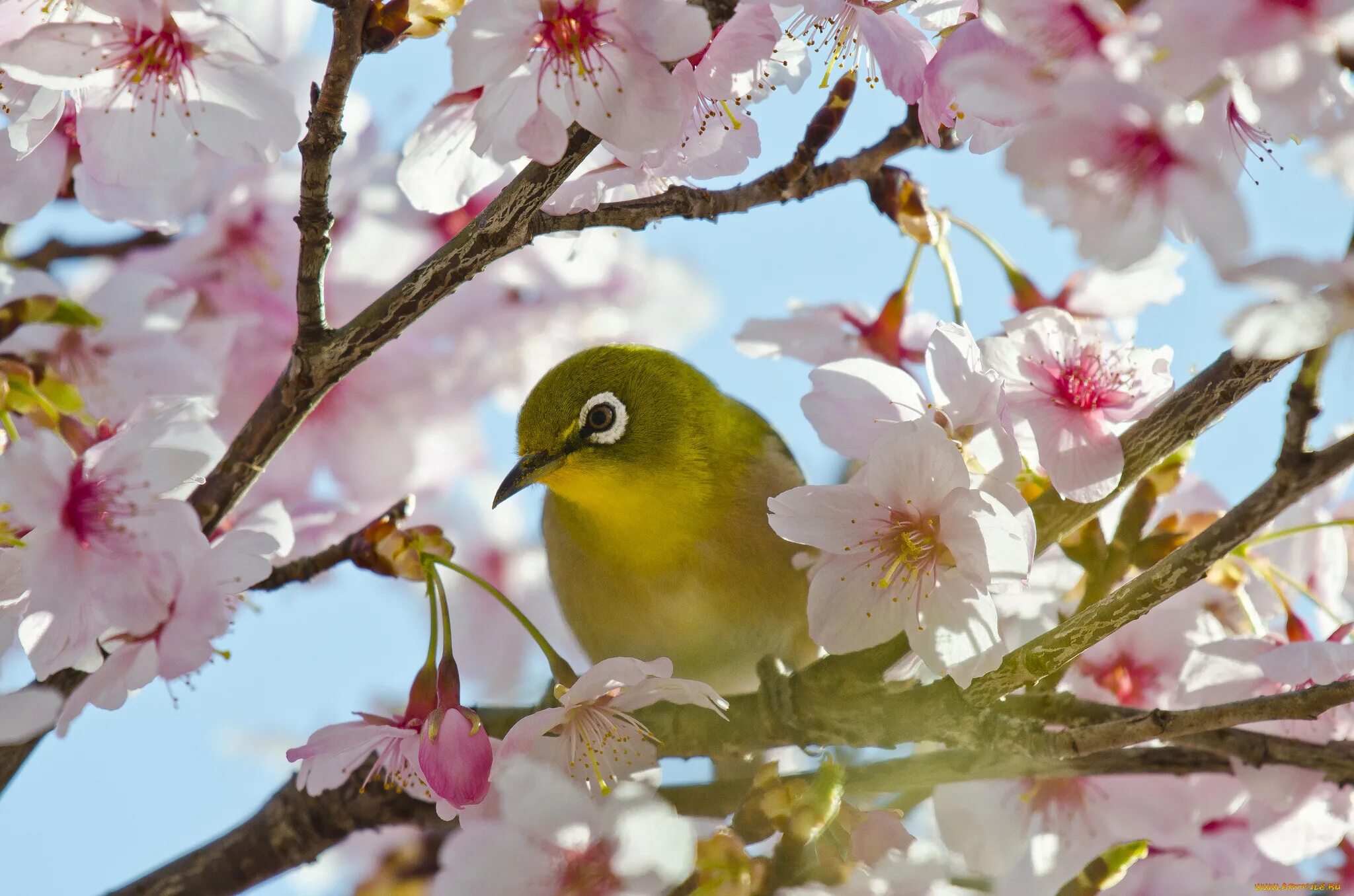 Картинки с изображением весны. Японская белоглазка. Японская белоглазка на Сакуре. Японская белоглазка угуйсу. Весенние птички.