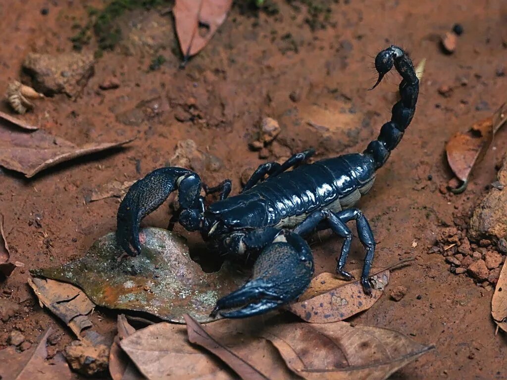 Родственники скорпиона. Heterometrus cyaneus. Скорпион Heterometrus cyaneus. Скорпион Гетерометрус Лонгиманус. Гетерометрус cyaneus.