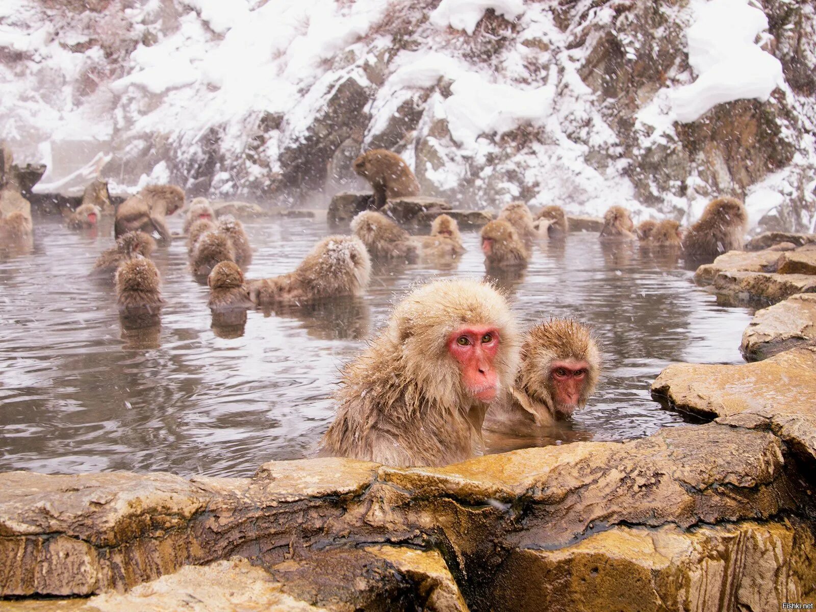 Парк Джигокудани Япония. Парк снежных обезьян Дзигокудани. Парк обезьян Джигокудани парк. Парк обезьян Джигокудани в Японии. Япония купаться