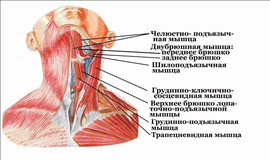 Сильно пульсирует шея. Платизма мышца шеи анатомия. Мышцы шеи спереди упражнения. Грудино-ключично-сосцевидная мышца анатомия.