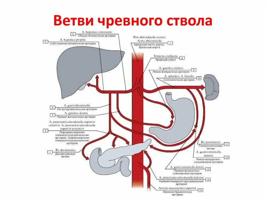 Чревный ствол и его ветви. Схема анастомоза ветвей чревного ствола. Ветви чревного ствола схема. Чревный ствол анатомия строение. Ветви брюшной аорты схема.