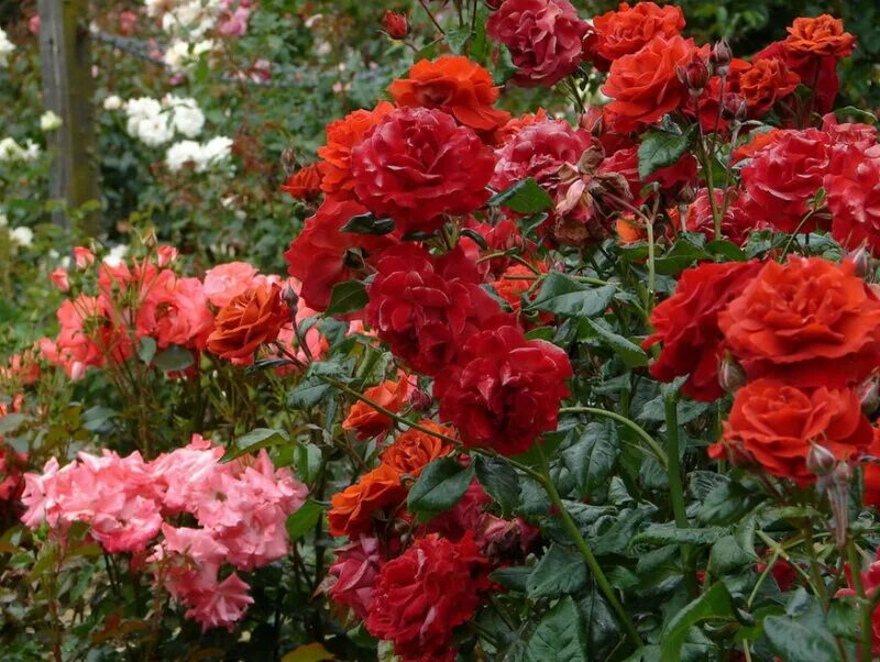 роза сорта гартен спасс. роза тилия японской селекции. роза для сайта. роза эдгар дега. роза парковая пейсли эбби.