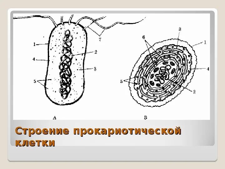 На каком рисунке изображена клетка бактерий. Цианобактерии строение клетки. Схема строения клетки цианобактерии. Схема строения цианобактерии. Цианобактерия строение клетки.