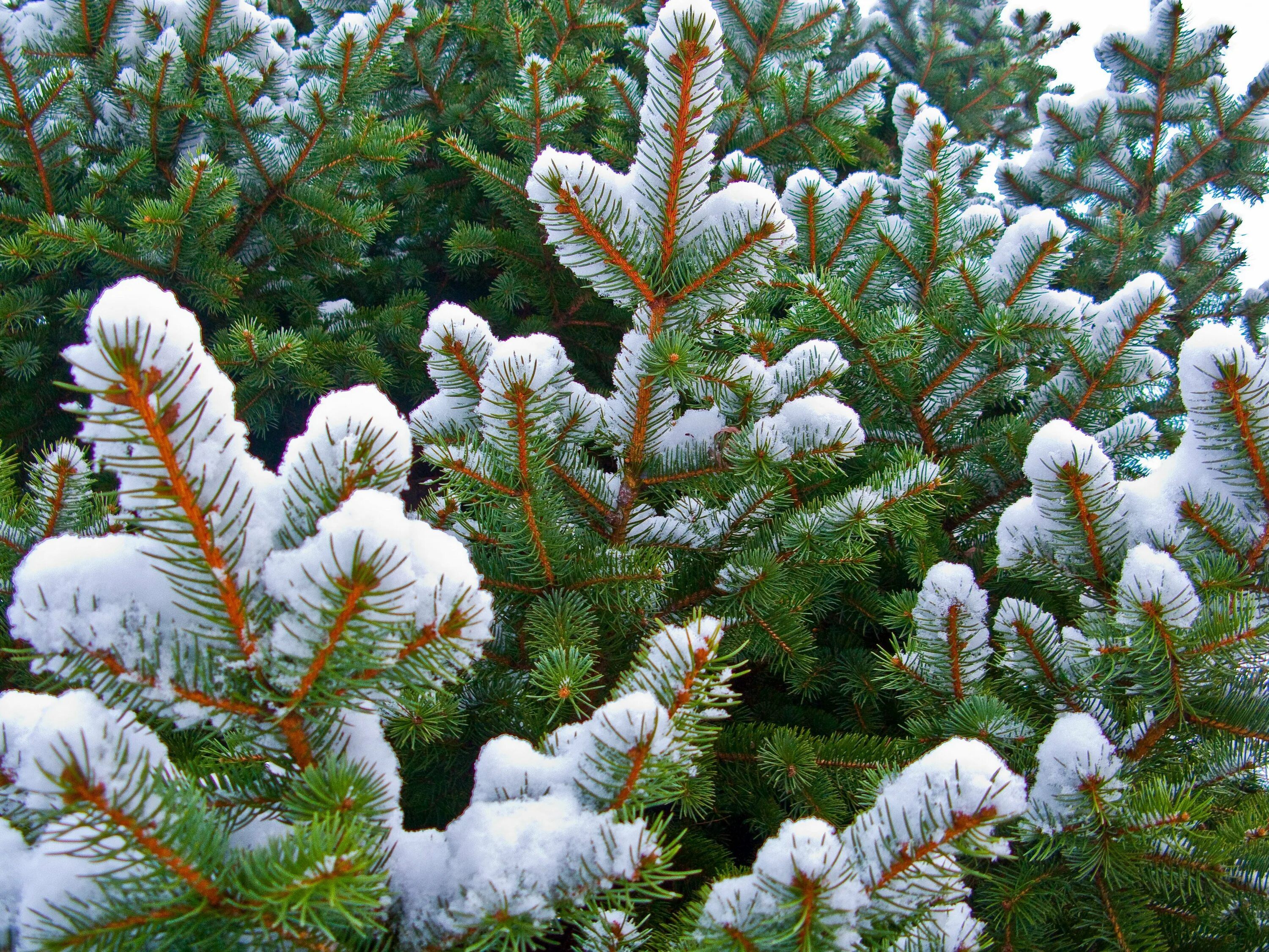 Пихта Нобилис. Пихта белая 3-х летняя (White fir). Елочка в лесу. Ель в снегу.