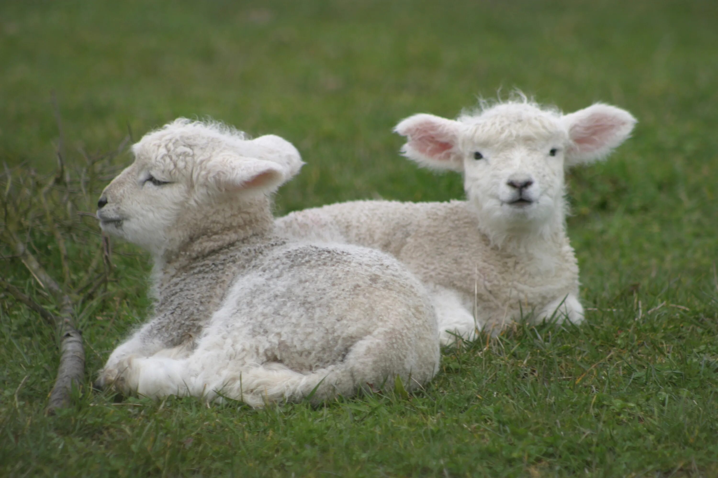 Lamb британский дуэт. Ягненок. Красивая овца. Милые овцы.
