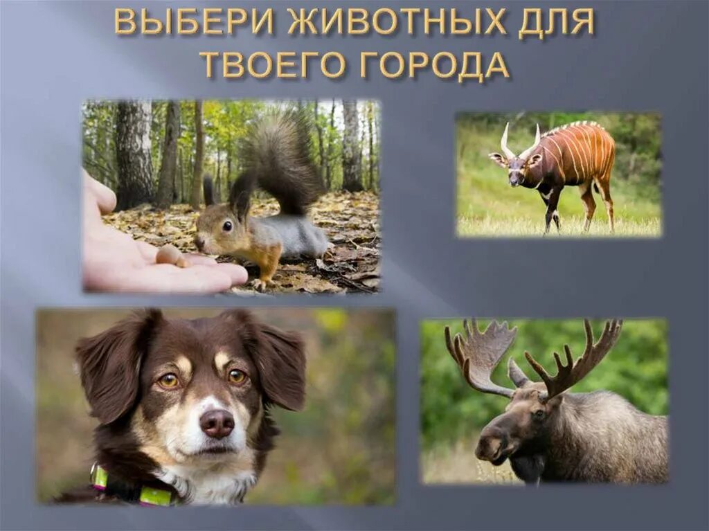 Подходящие животные. Животное выбирает. животные и выборы. выбор животное. выборы зверей.