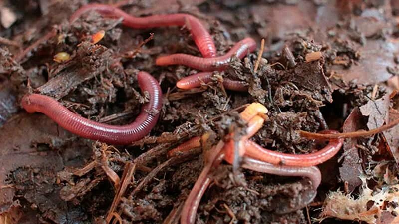 Что едят червяки дождевые. Красный калифорнийский червь коконыя. Дождевые черви биотестирование.