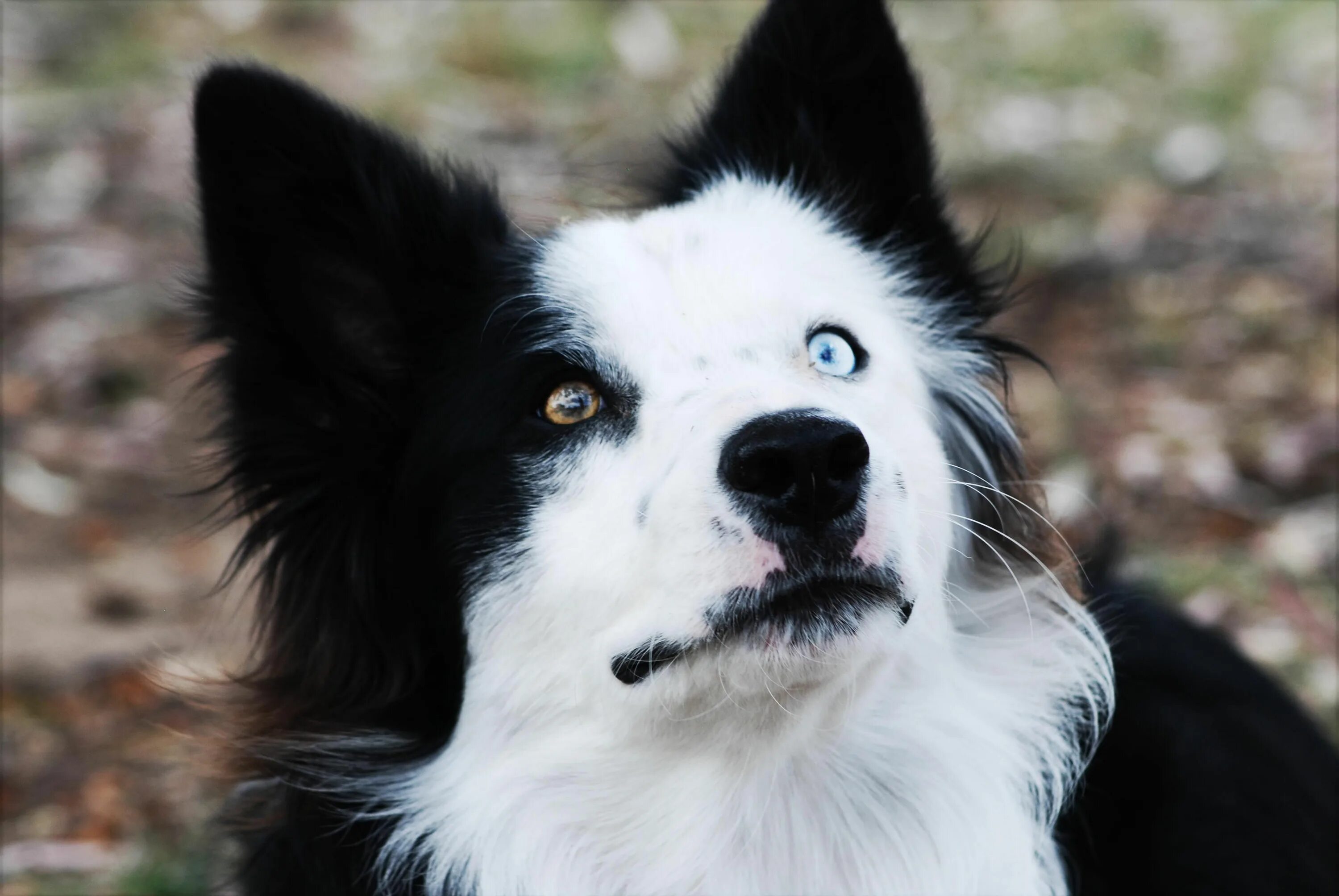 long haired dogs Cheaper Than Retail Price Buy Clothing, Accessories and lifesty