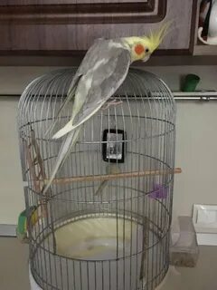 Питомник корелл