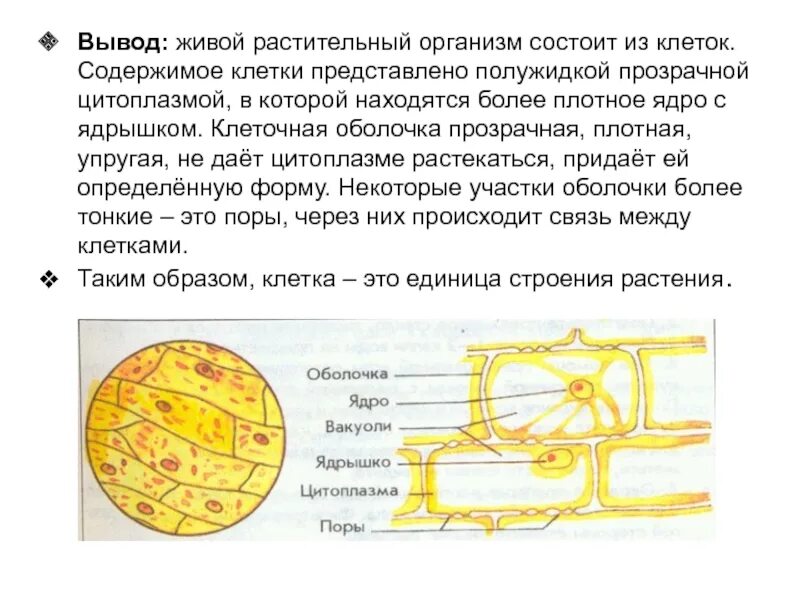 Оболочка живой клетки состоит
