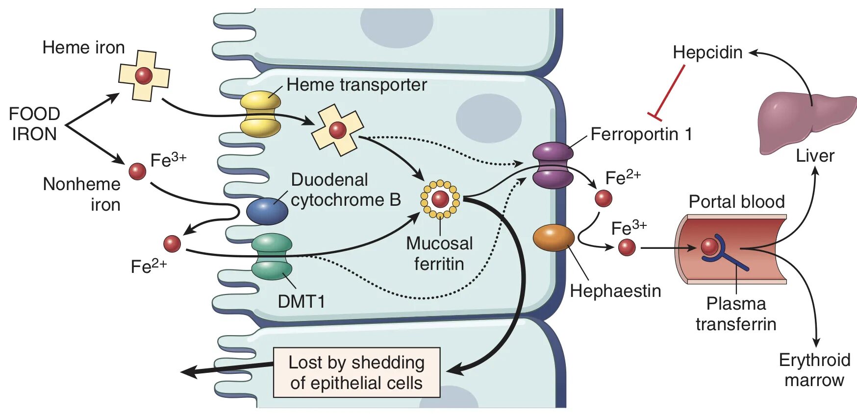 Гепсидин ферропортин. Механизм всасывания железа. Механизм всасывания железа фармакология. Ферритин метаболизм. Железо в макрофагах