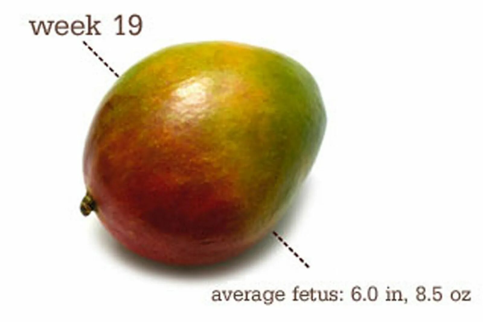 19 Недель беременности размер плода. 19 Неделя беременности фрукт. 19 Недель размер плода в фруктах. 19 недель размер плода