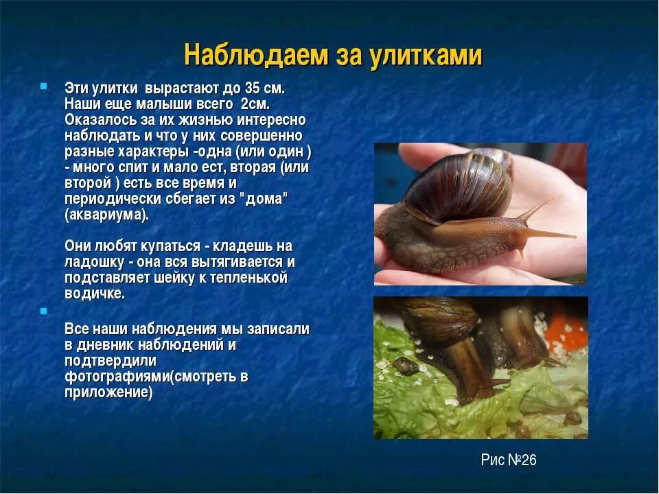 Улитки впадают в спячку. Улитка ахатина польза и вред для человека. Улитка ахатина польза и вред для человека. Лечебные улитки ахатины. Улитка рогатая.