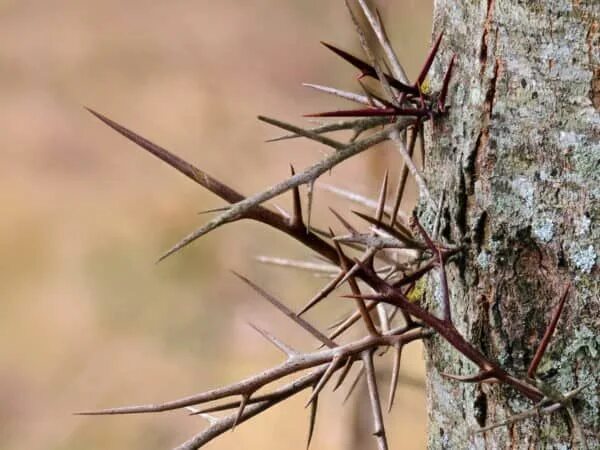Колючие деревья фото Prickly cotton tree stock photo. Image of summer, tree 83094476
