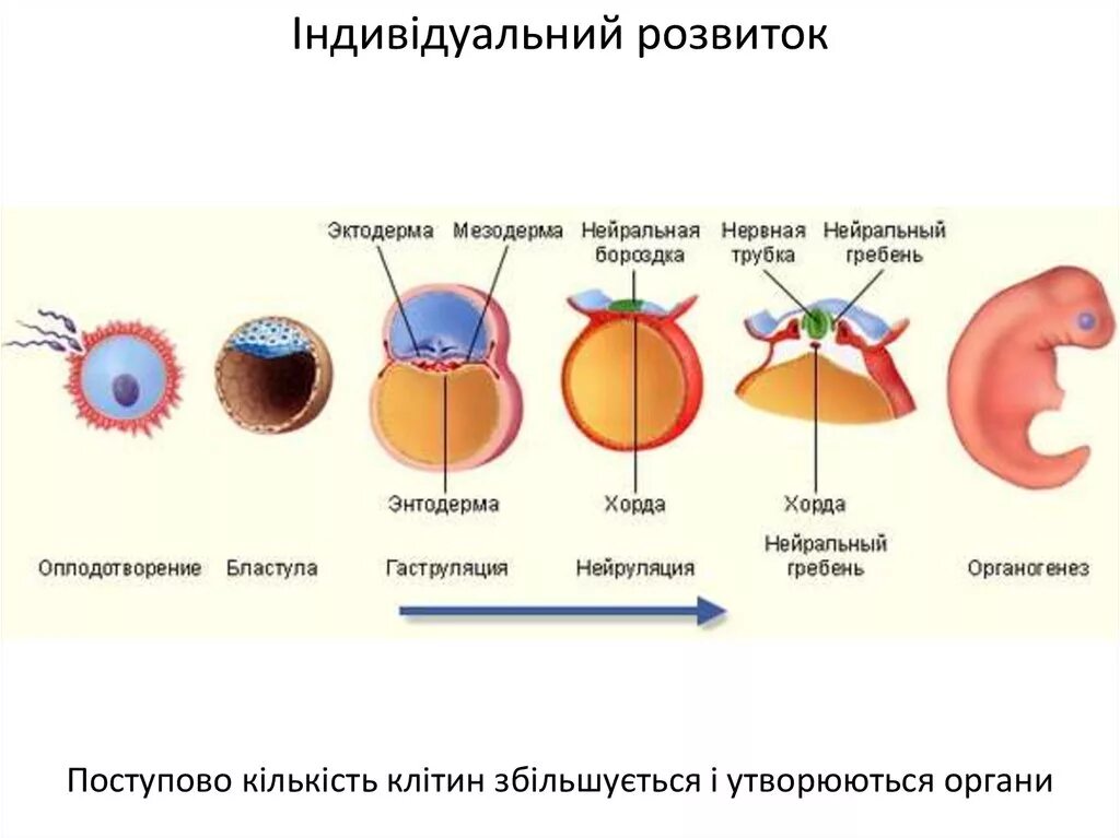 Значение эмбрионального этапа. Этапы эмбрионального развития схема. Стадии эмбрионального развития рисунок. Онтогенез нейрула. Онтогенез бластула гаструла.