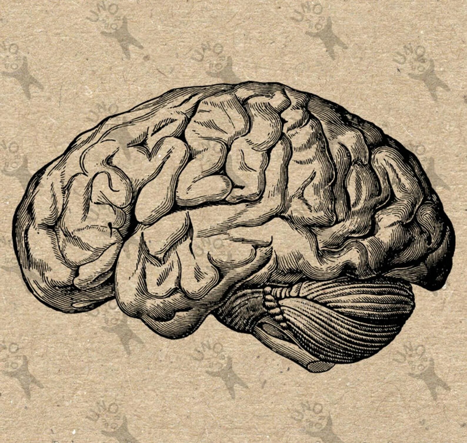 Как появился мозг. Мозг рисунок. Мозг человека арт. Мозг картинка. Мозг человека рисунок.
