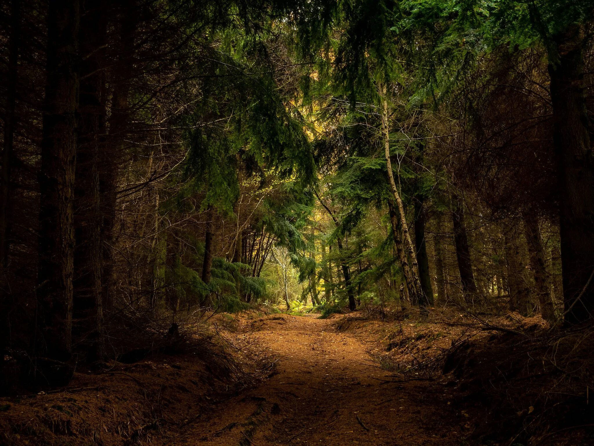 Что означает дремучий. Дремучий лес значение. Дремучий бор. Темные заросли леса шварцвальд. Загадочный лес.