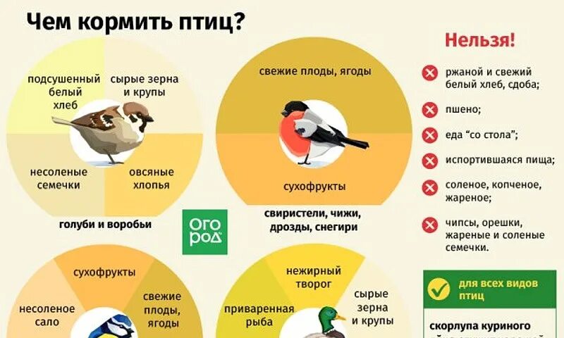 Можно ли кормить птиц гречкой. Чем кормить птиц. какую крупу можно давать птицам.