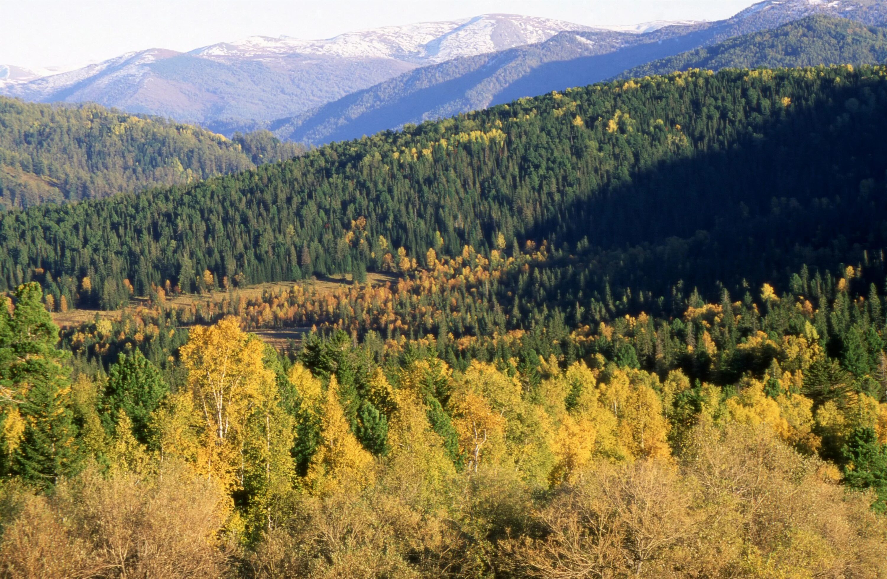 крупные города смешанных лесов.