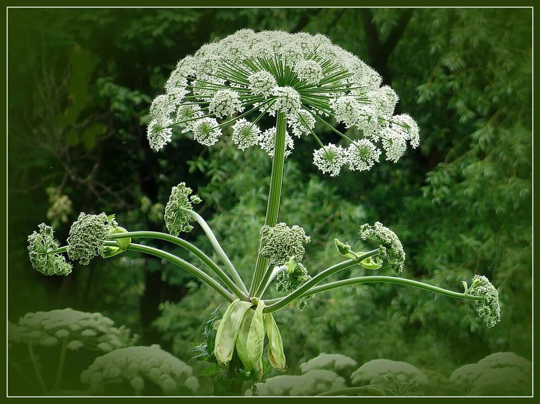 ядовитая трава цикута. горная кинза кервель. ядовитое растение с запахом петрушки. ядовитое растение с запахом петрушки. кервель ажурный.