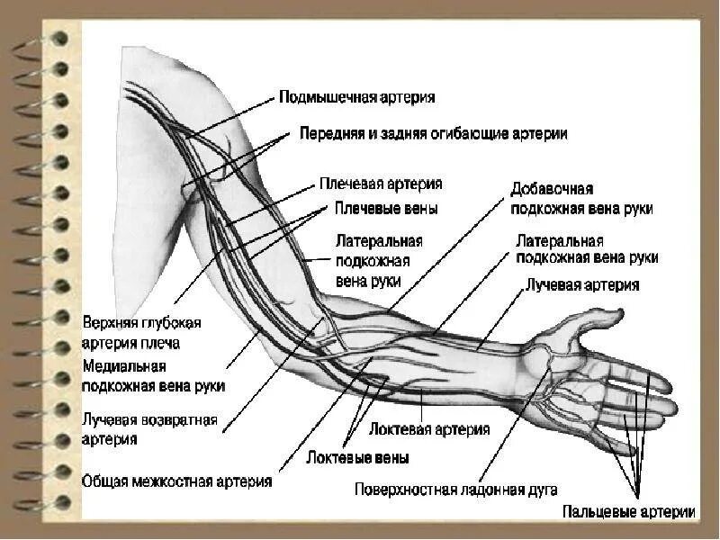 Вены верхних конечностей УЗИ анатомия. УЗИ анатомия артерий верхних конечностей. Анатомия артерий верхних конечностей схема для УЗИ. Анатомия вен верхних конечностей схема для УЗИ. Локтевой изгиб