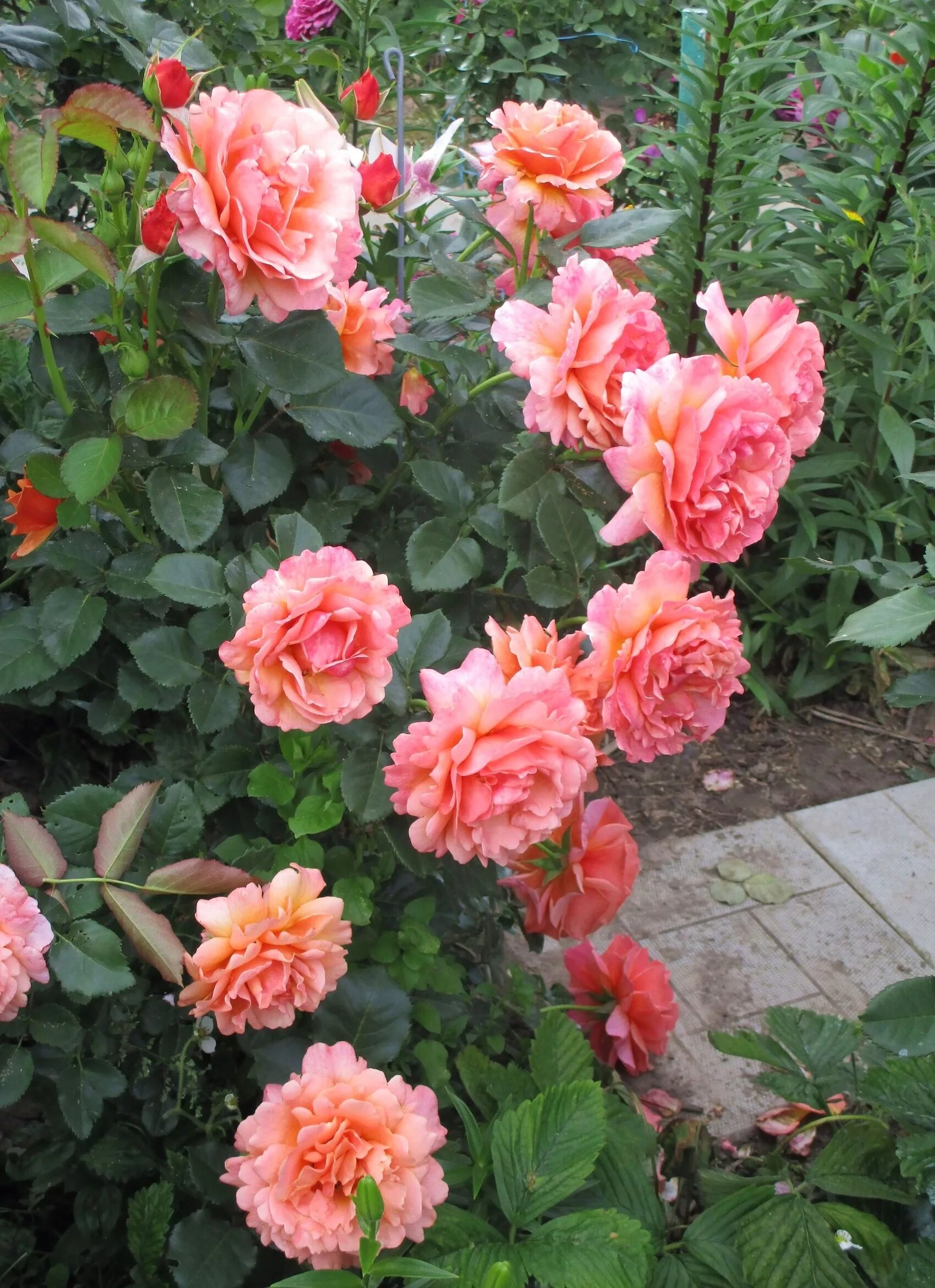 Сорт розы изи даз ит. Сорт розы изи даз ит. Даст easy. Даст easy. Даст easy.