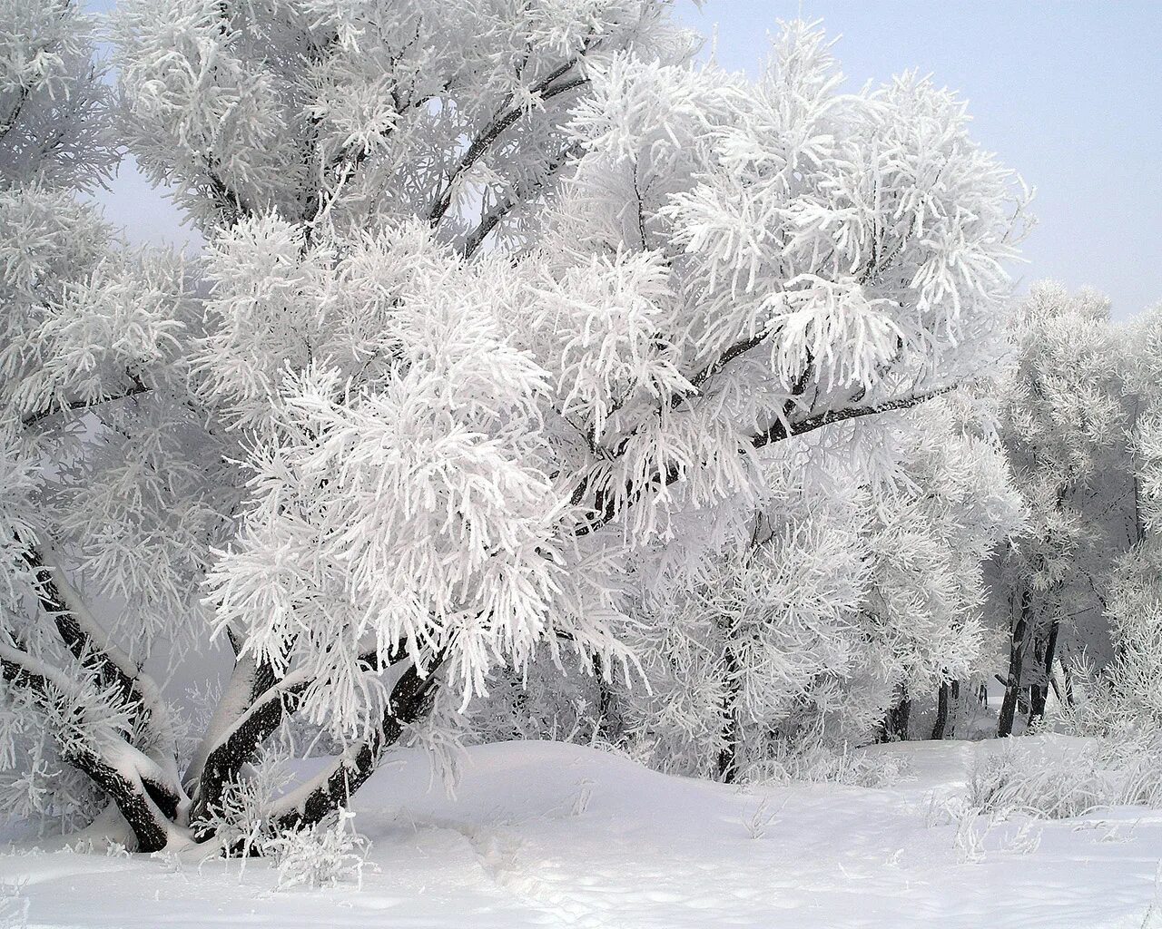 КИШ манзаралари. Снежные деревья. Иней на деревьях. Серебристый снег.