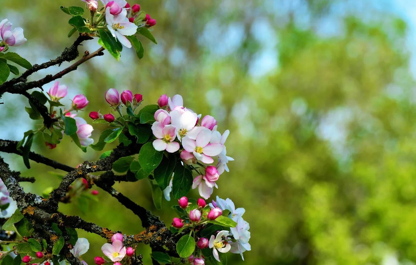 Яблоня Сиверса. Яблоневый цвет Malus. Яблоня зацвела.