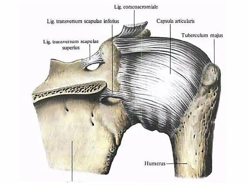 Плечевые связки. Плечевой сустав, articulatio Humeri:. Плечевой сустав анатомия Синельников. Суставная капсула плечевой кости. Кости и связочный аппарат плечевого сустава.