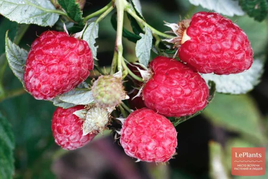 Сорта малины для урала. Малина обыкновенная (Rubus idaeus). Сорт малины Усанка. Малина Антарес. Малина любительская Свердловская.