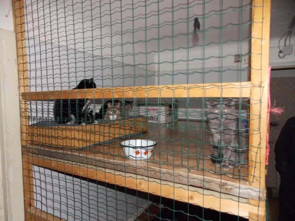 Котлас приют для животных. Приют для животных коряжма. приюты для животных в архангельске. котласский приют для животных.