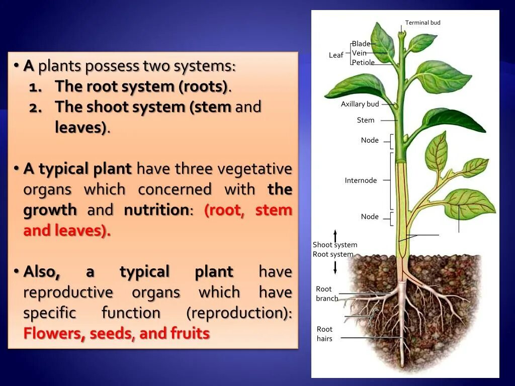 Метод трансформации растений in planta. The structure of a Plant Organ. Axillary Bud. Root System Types. Provided plants