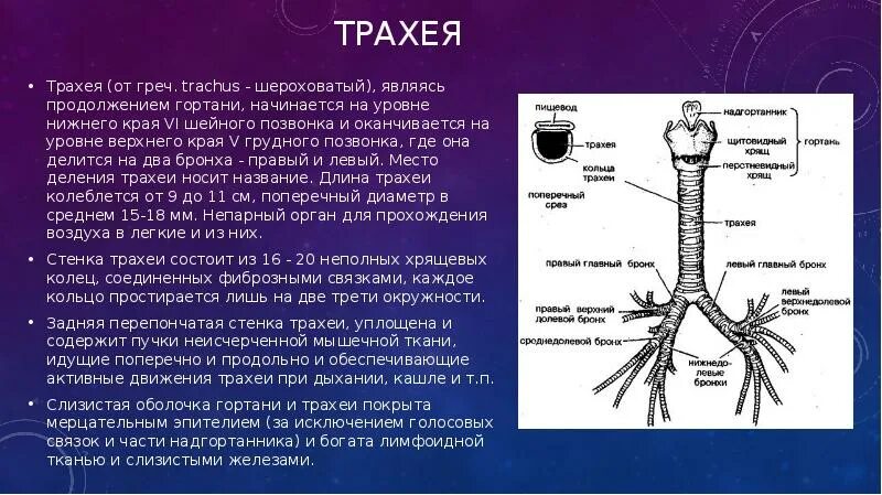 Трахея. Трахея делится на. Гортань и трахея. Перепончатая стенка трахеи. Функции трахеи животных