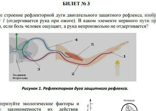 Схема рефлекторной дуги при ожоге руки. Рефлекторная дуга отдергивание руки при ожоге. Схема рефлекторной дуги отдергивания руки. Строение дуги защитного рефлекса.