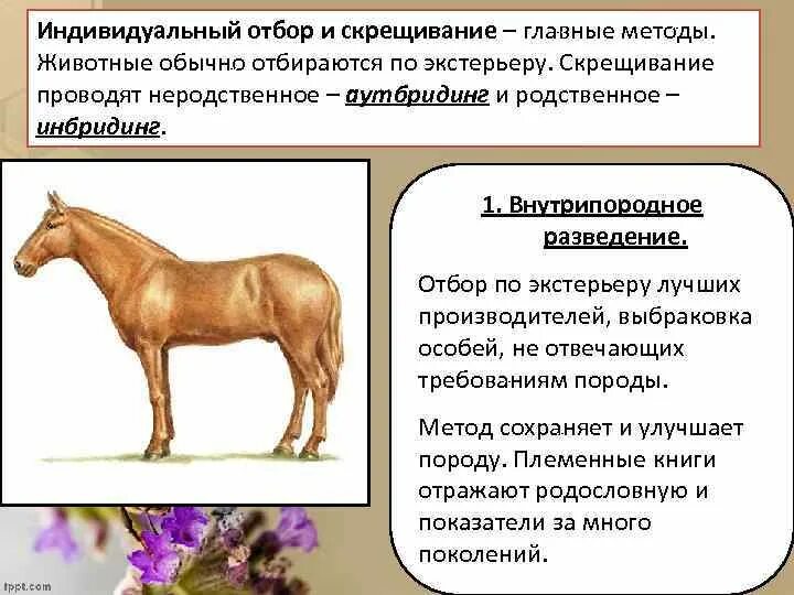 Неродственное скрещивание в селекции