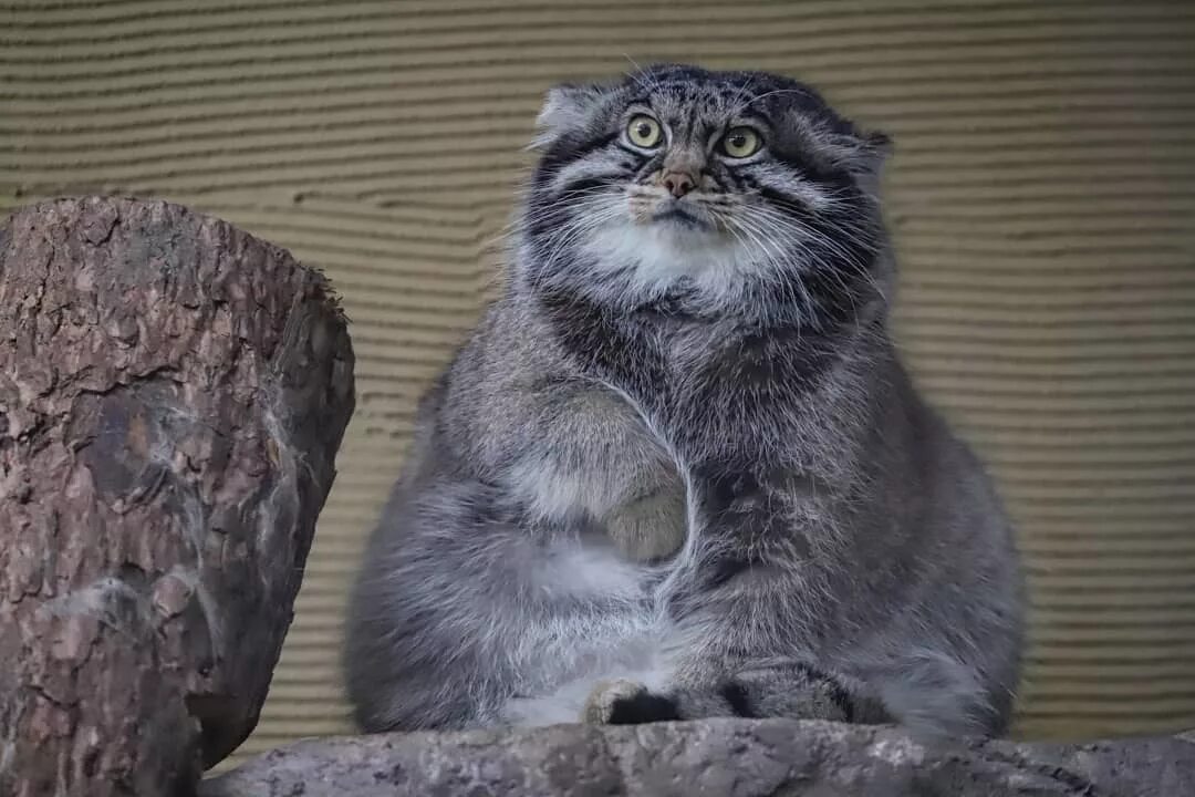 Манул в норе. Каракал и манул. Тибетский манул. Дикий кот манул фото. Манул otocolobus manul.