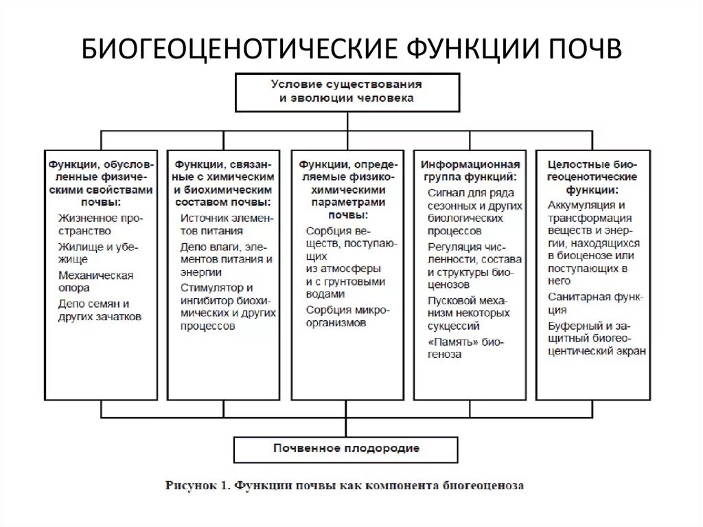 Основные биогеоценотические функции почв. Экосистемные функции почв. 5 Глобальных функций почвы. Глобальные функции почв таблица. Экологическая роль почвы