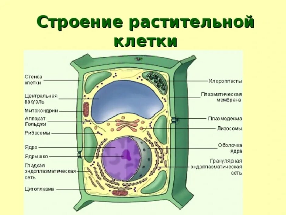 Пример растительной клетки. Строение растительной клетки оболочка ядро. Строение оболочки растительной клетки рисунок. Ядерная мембрана у растительной клетки есть?. Строение растительной клетки 6 кл.