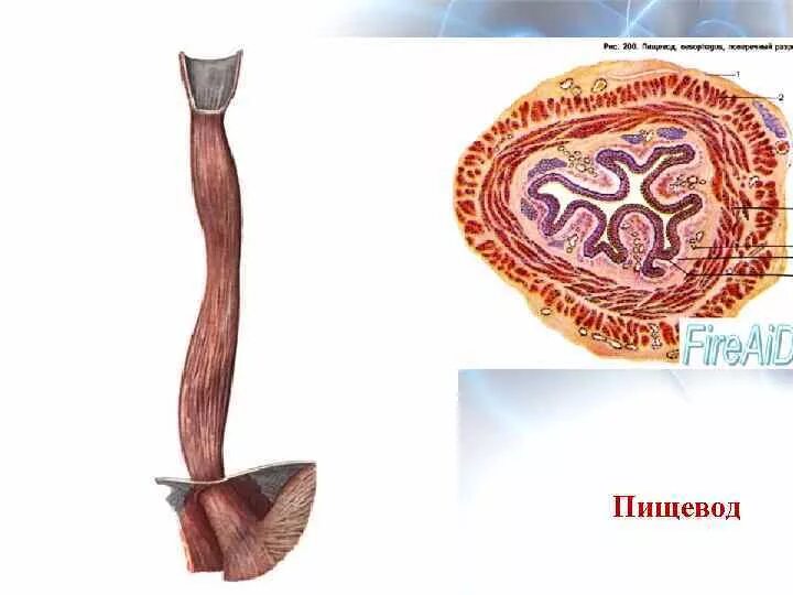 Строение пищевода рисунок. Строение пищевода без подписей. Пищевод препарат анатомия. Пищевод рисунок.